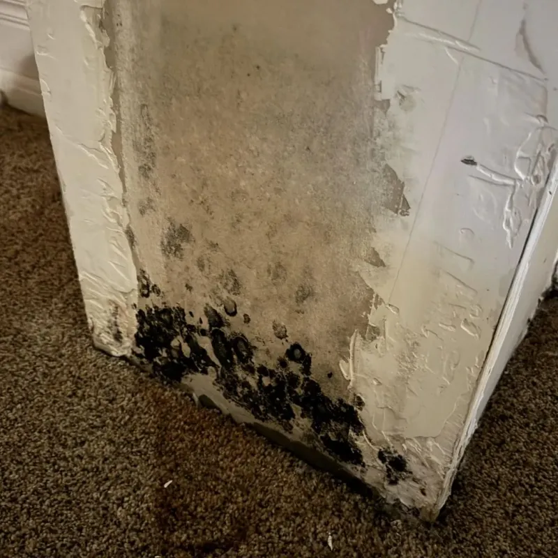 Professional Mold Removal in Cordell, OK
